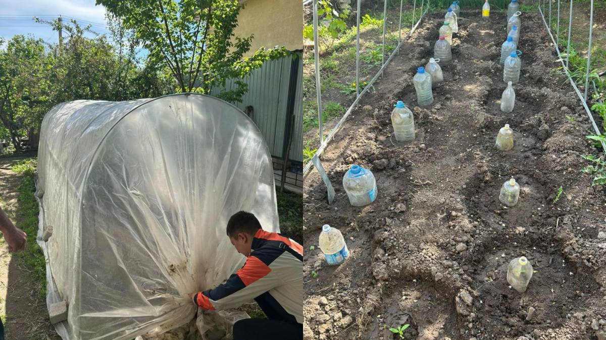 Житель Уральска выращивал коноплю в теплицах